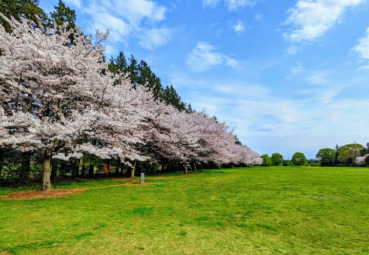 Spring in Japan