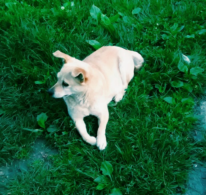 My dog