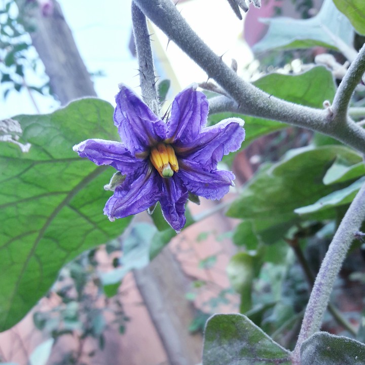 Flower