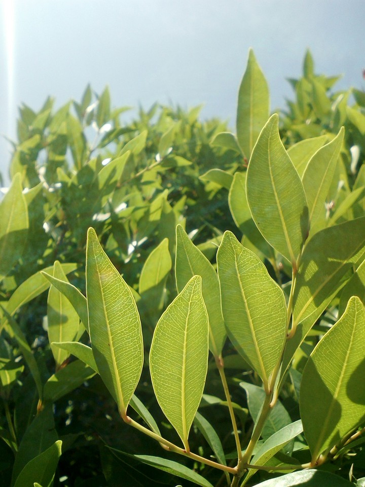 Green Leaves Under Sunset