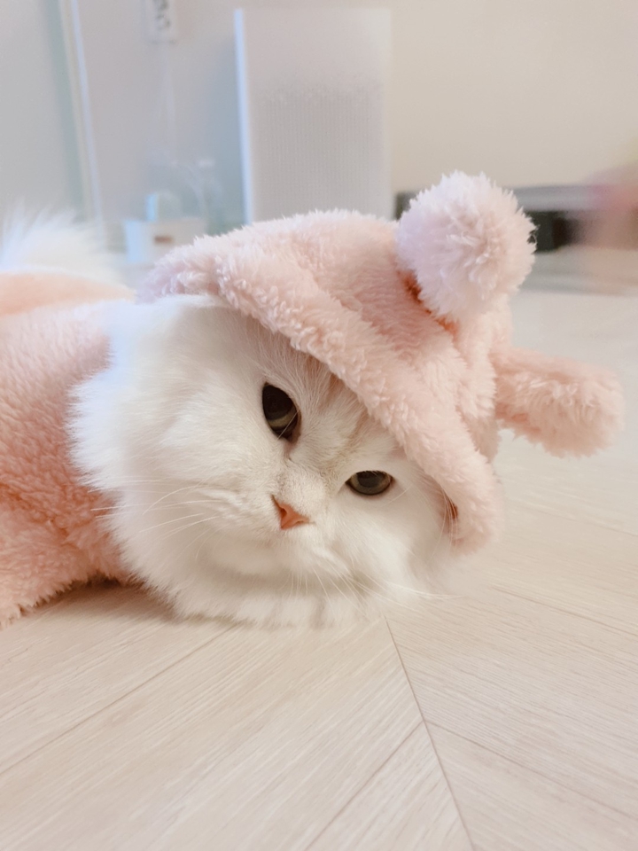페르시안친칠라 치즈