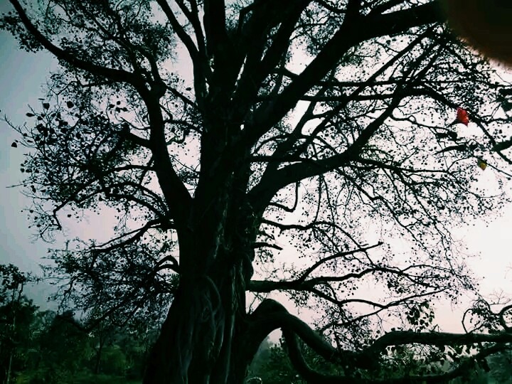 peepal