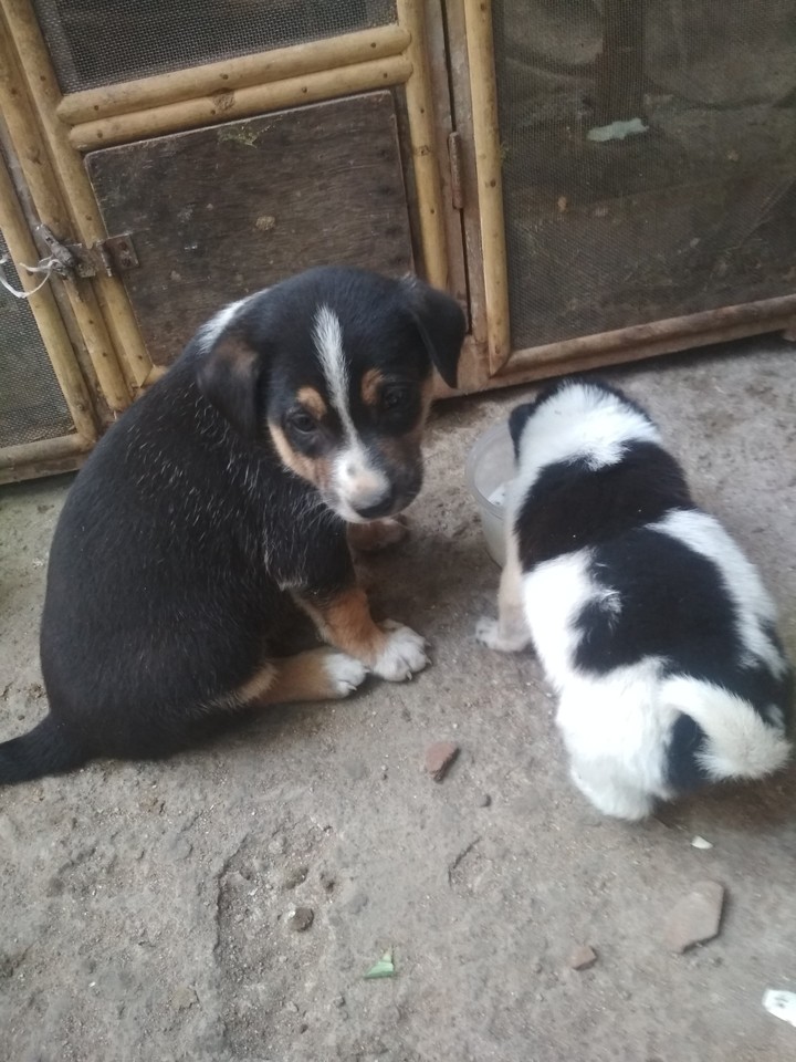 I love animals