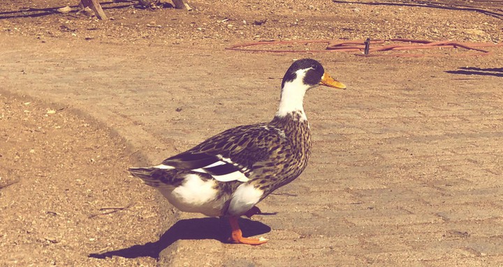 duck