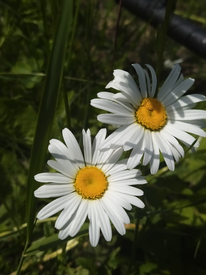 "CHAMOMILE"