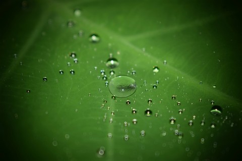 Drops of water