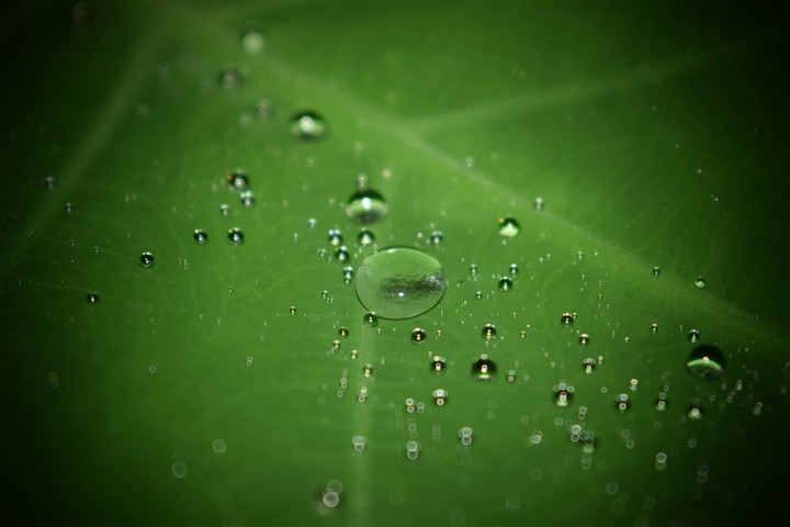 Drops of water