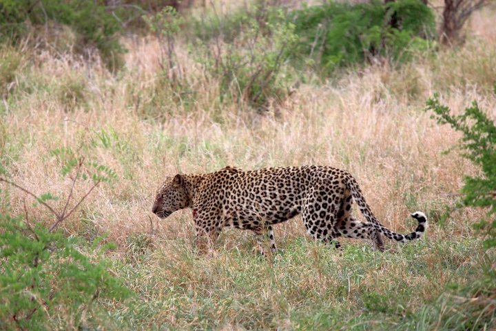 Gepard