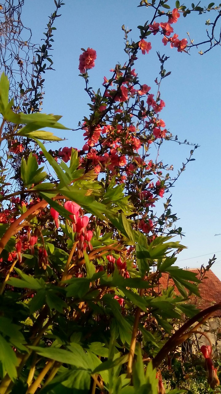 flower trees