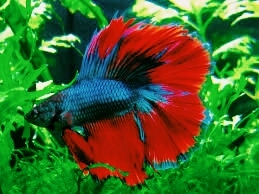 betta fish