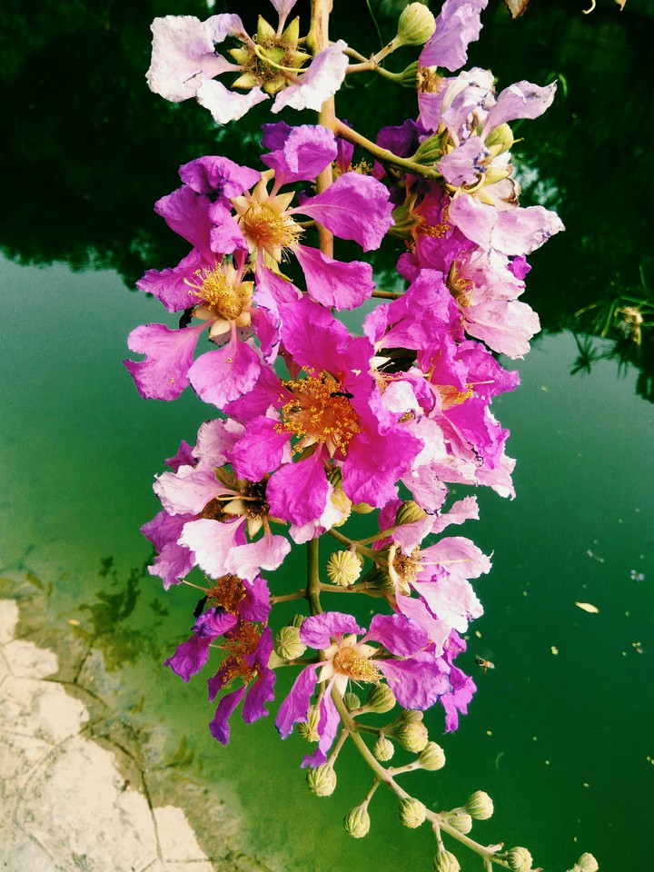 flower