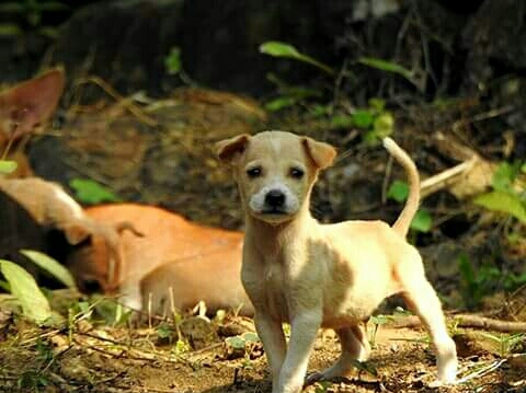Puppy ......
