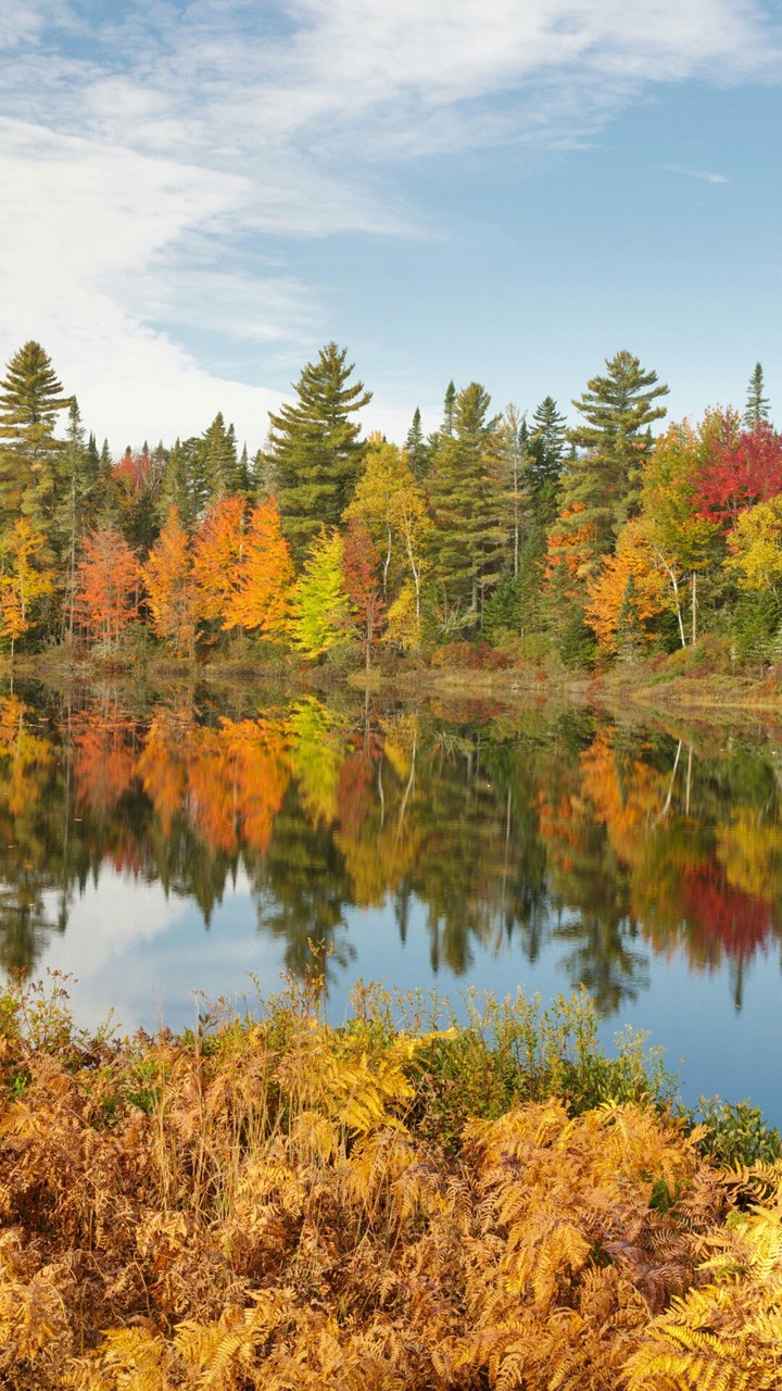 Reflections
