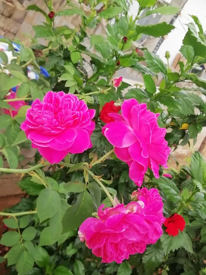 my click