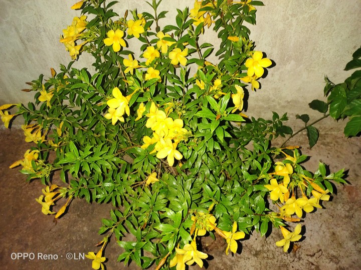 flower