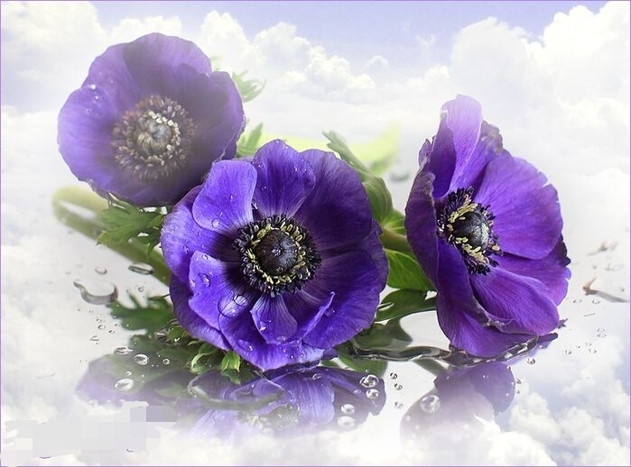 anemone.. fialové anemonky