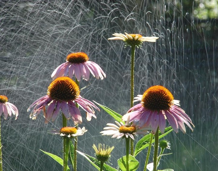 Rain & echinacea