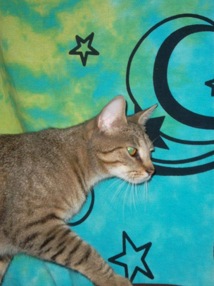 Pretty Kitty
