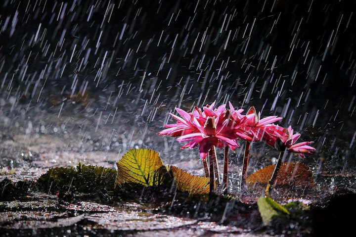 Rainy
