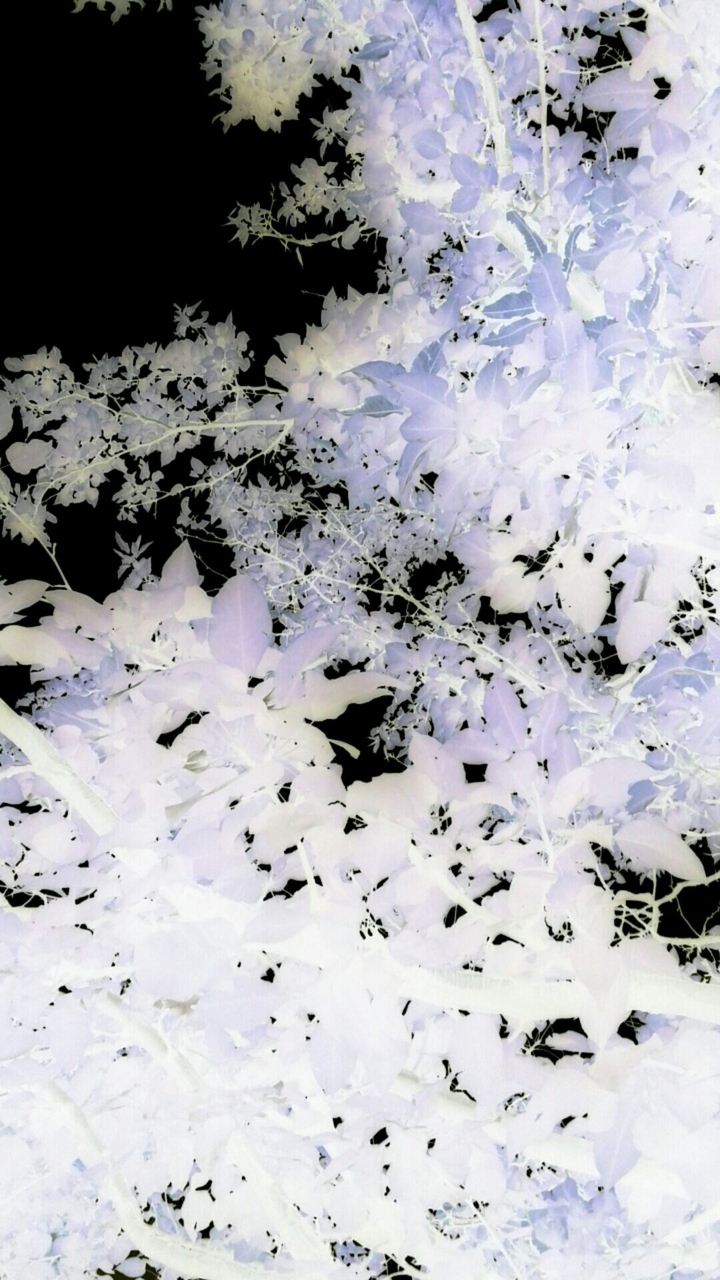 contrast tree