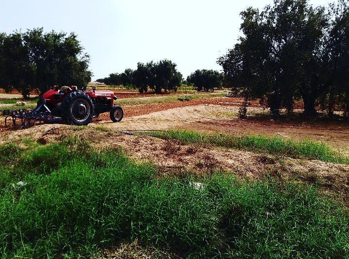 TheFarm.
