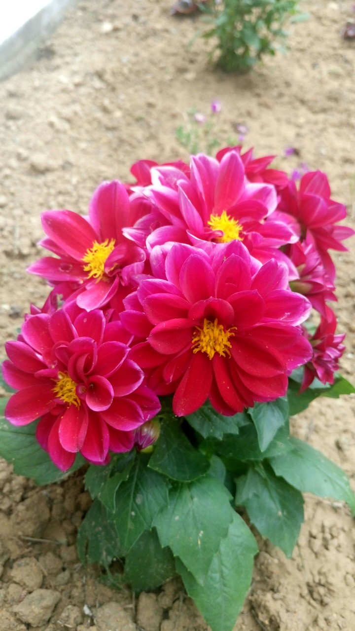 Mert AYDIN