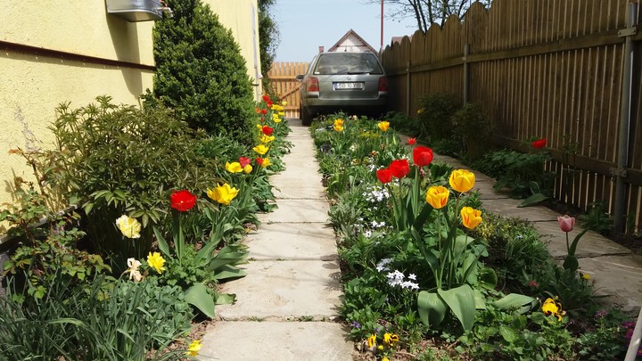 Spring flowers