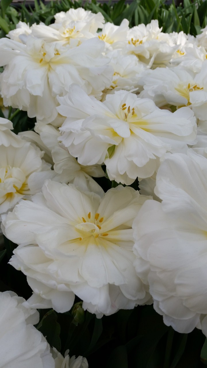 White Flowers