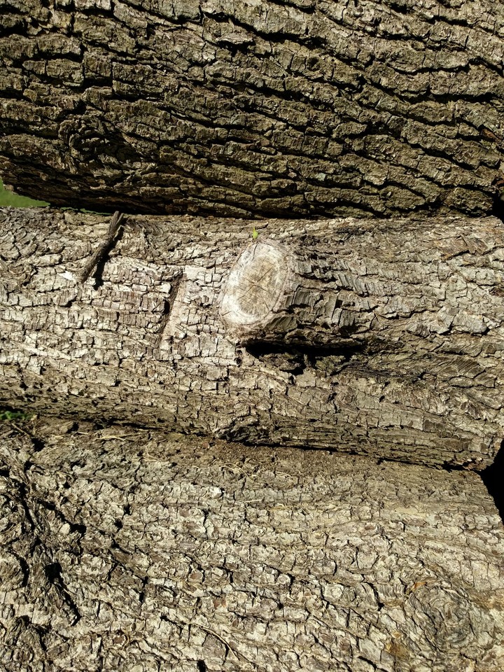 Stacked Wood
