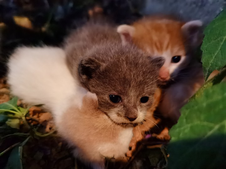 Kittens