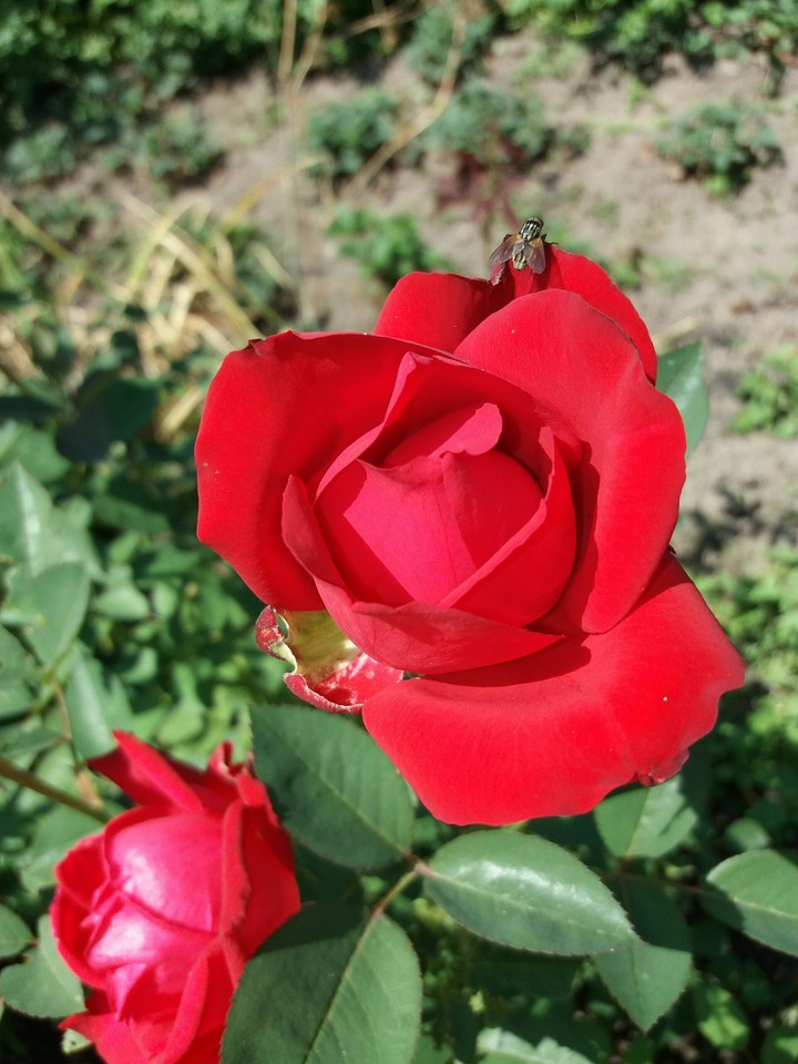 роза