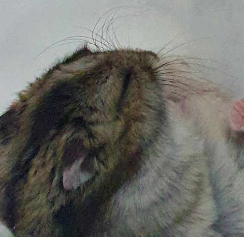 felidae, insect Hintergrundbilder