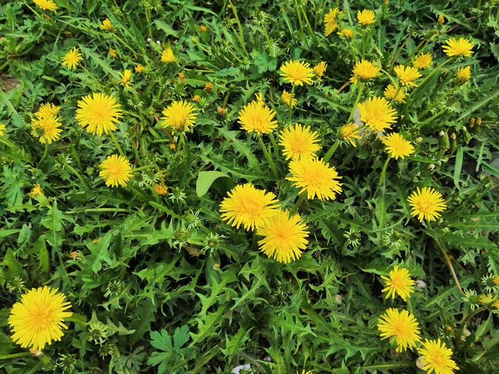Dandelion