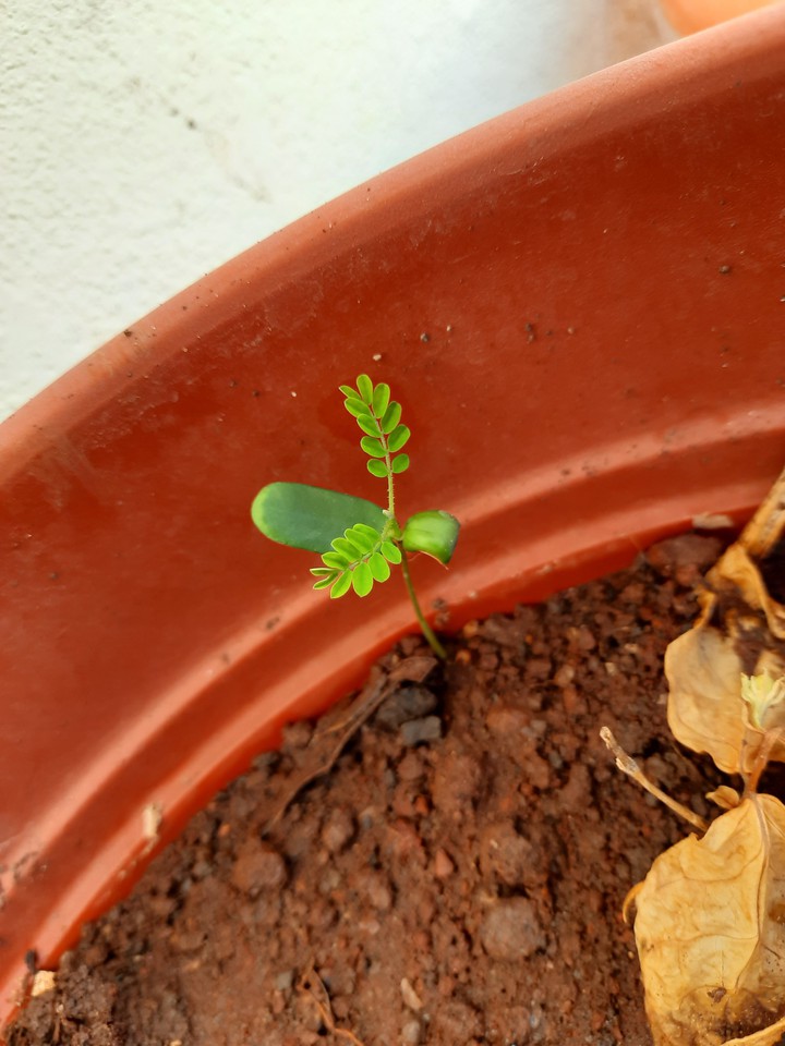 Grow Trees