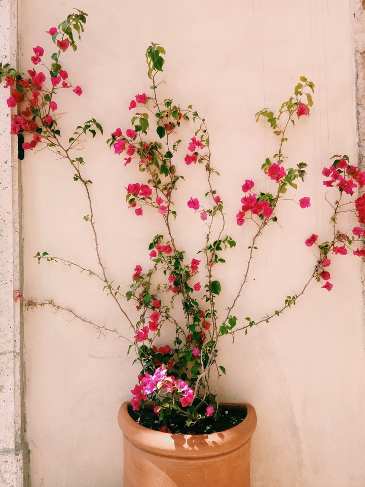 flower
