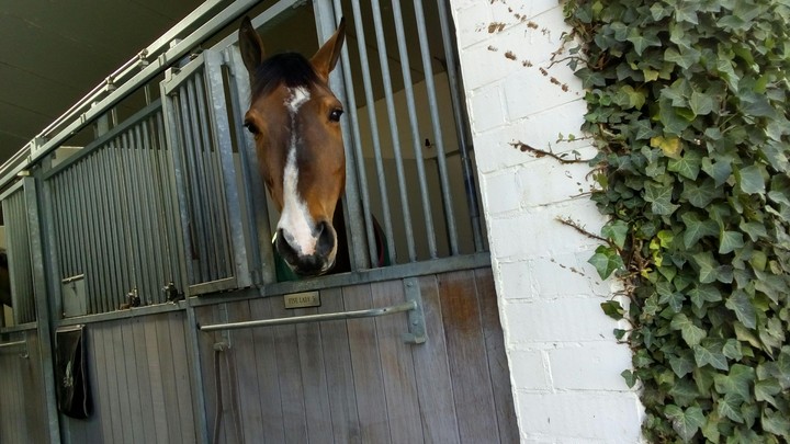 love horses