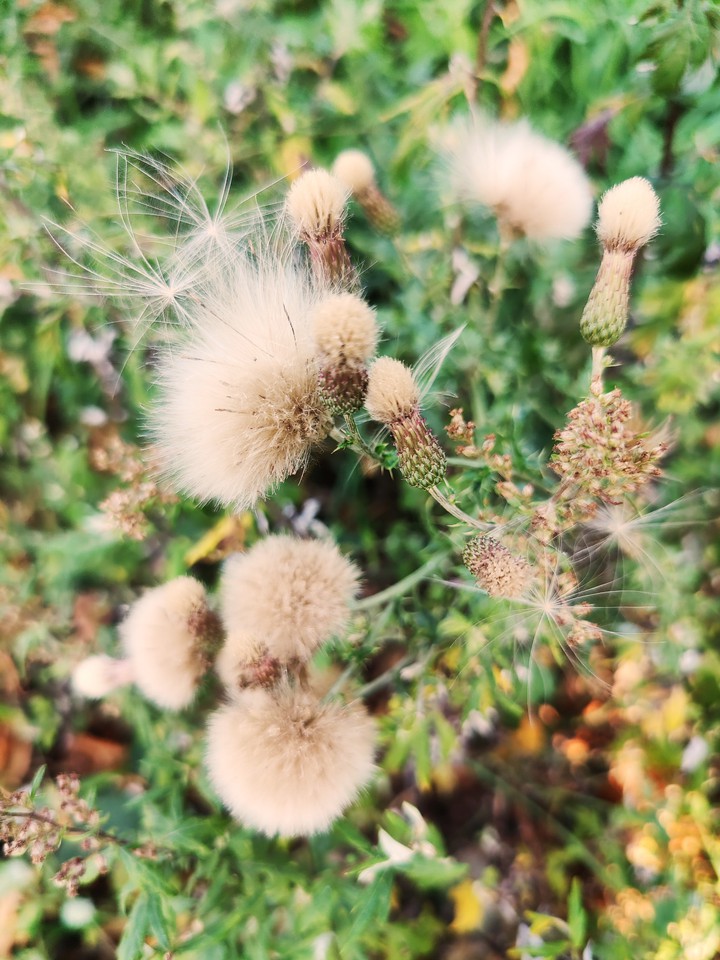 Autumn