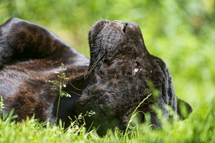 panther