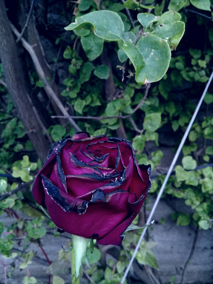 flower