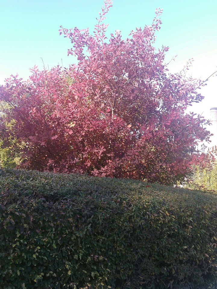 tree