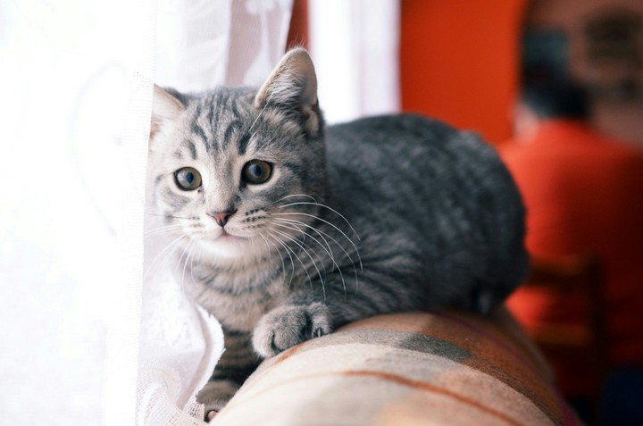 cat