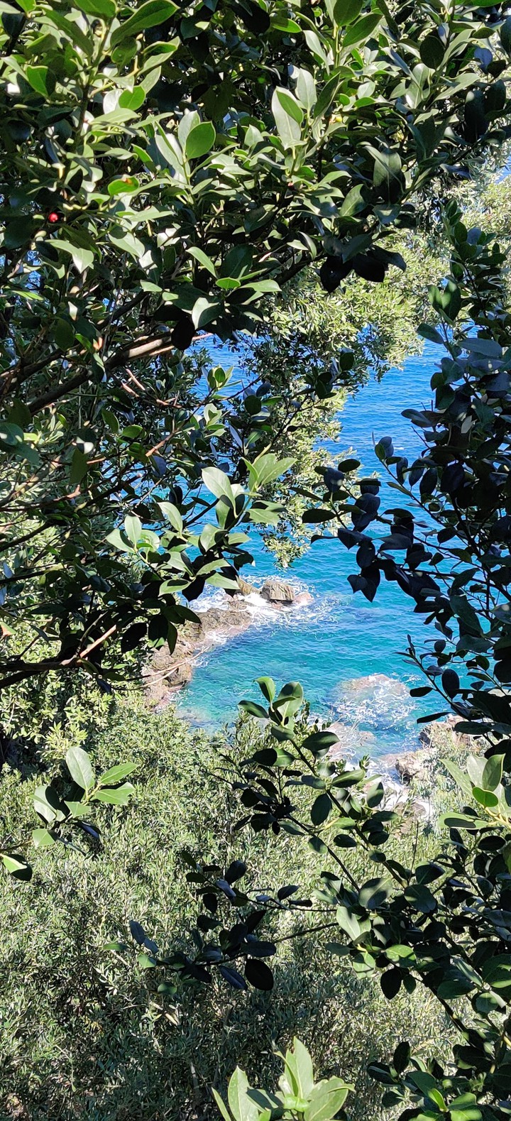 pilio