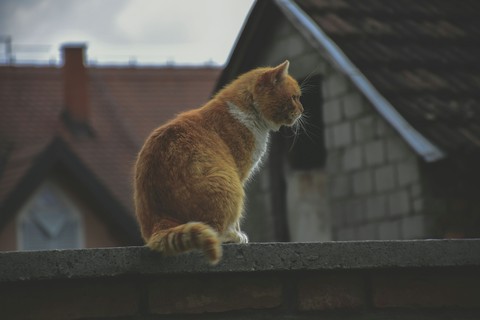 Nandžo at the watchtower