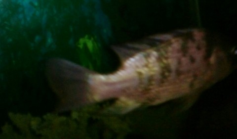 fish