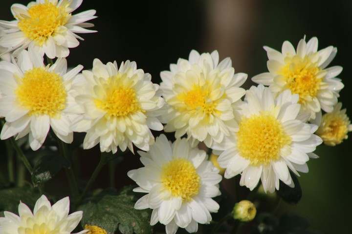 Flowers beauty