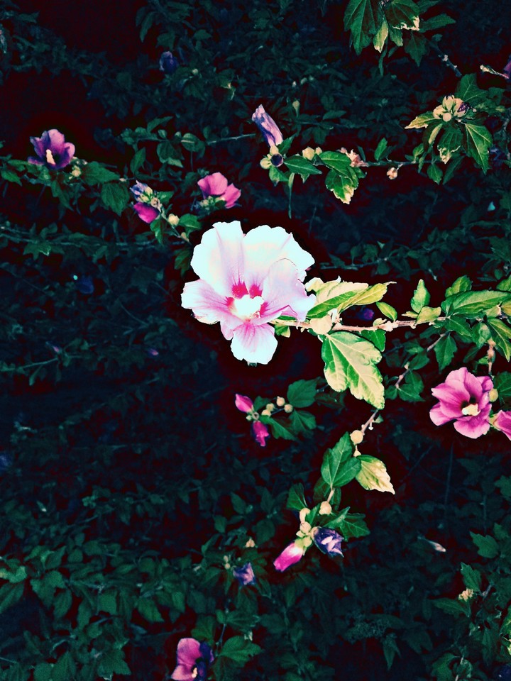 flower