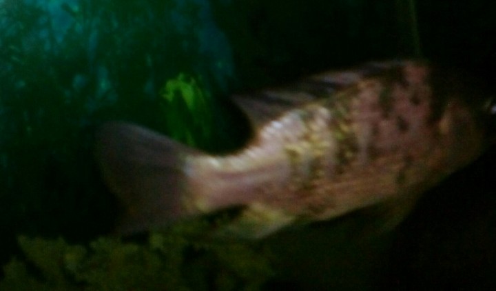 fish