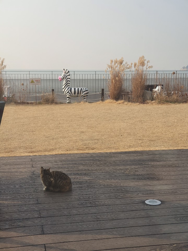 하늘보는 고양이