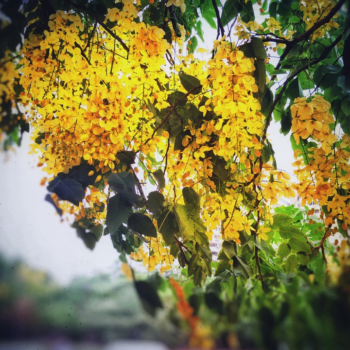 autumn in air