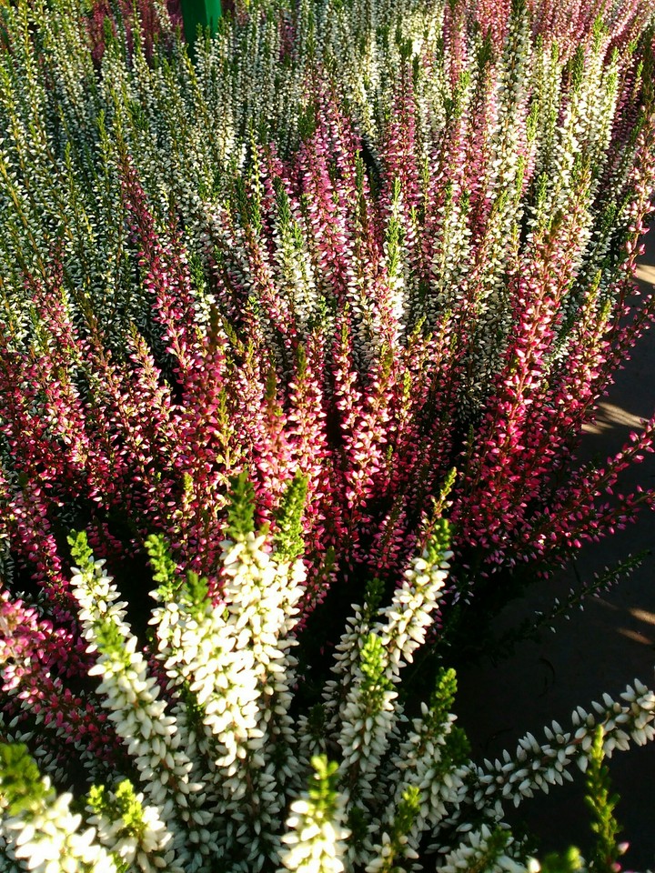 Calluna vulgaris